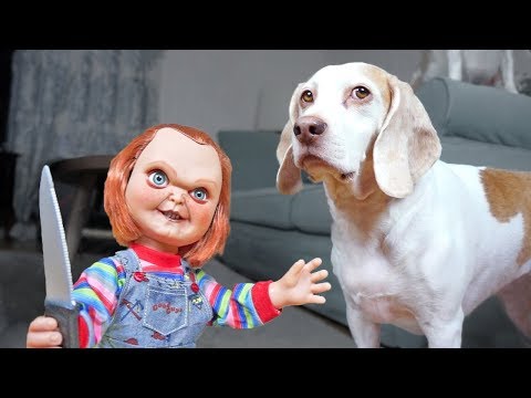 Dogs vs Lil' Big Chucky Prank: Funny Dogs Maymo, Penny & Potpie