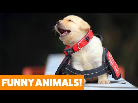 Funniest Pets & Animals of the Week | Funny Pet Videos