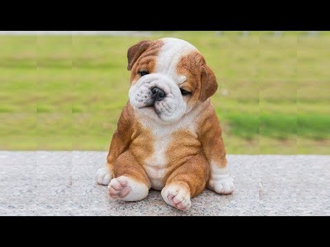 Baby Dogs 🔴 Cute and Funny Dog Videos Compilation 2019 Perritos Adorables Video Recopilacion