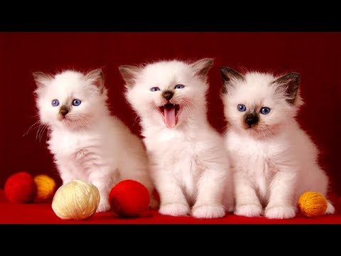 Cute Cats and Dogs 2019 ✪ Best Funny Pet Videos #13