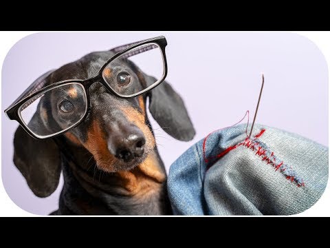 You're welcome Daddy! Funny dachshund dog video!