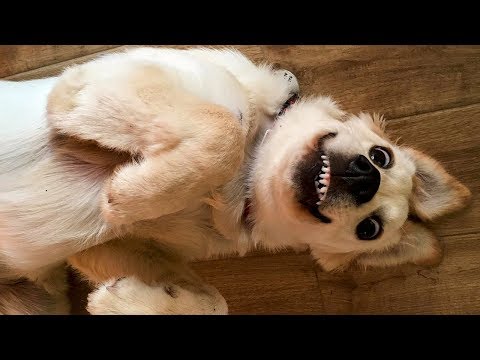 🤣 Funniest 🐶 Dogs and 😻 Cats – Awesome Funny Pet Animals Life Videos 😇