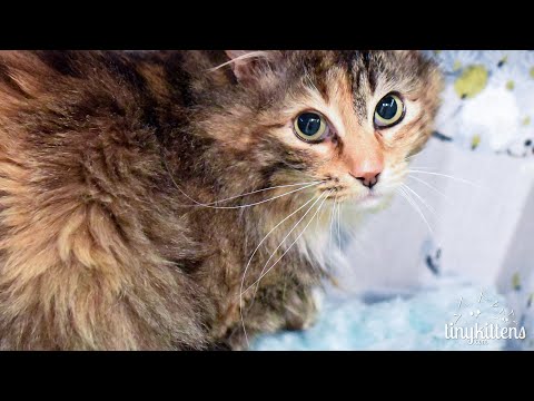 LIVE: Feral cat Serenity is having kittens – TinyKittens.com