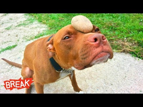 Funny Cute Animals – Dog farts and Cat throws up | Funny Videos 2019 by Break