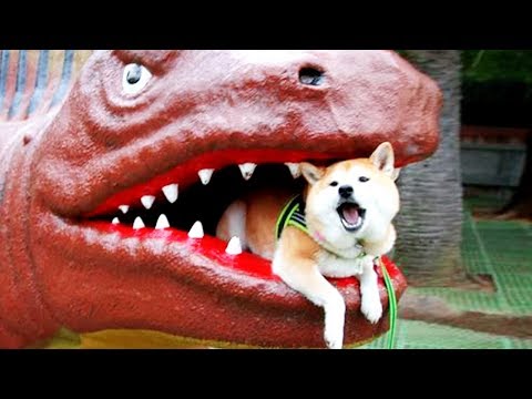 10 Minutes of Funny Dogs ★ Funny And Fails Videos