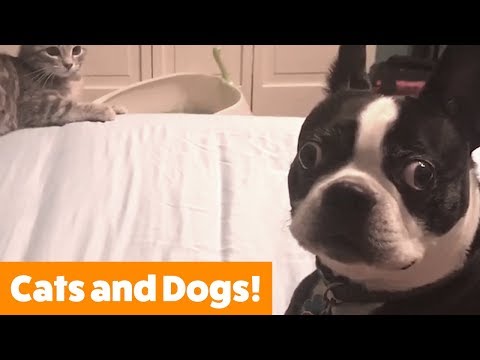 Cutest Dogs and Cats Playing | Funny Pet Videos