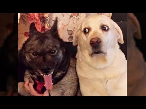 Awesome Funny Animals' Life Videos – Funniest Pets 😇