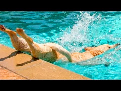 Try Not to Laugh Funny Dogs Water Fails | Funny Puppies Videos