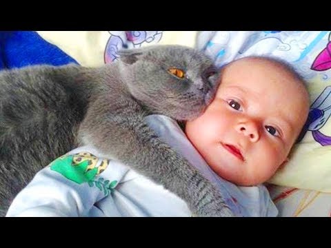 Best Funny Fails Baby and Cats – Funny Baby and Pet