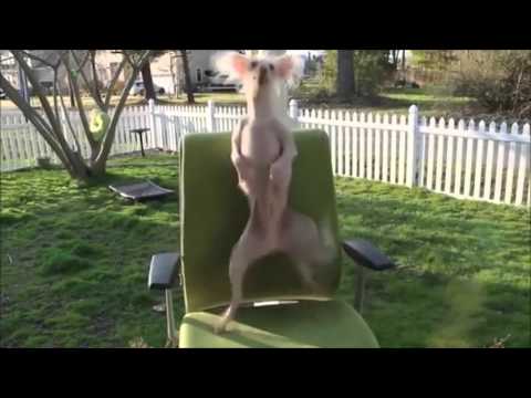 Funny Dancing Dogs Compilation – Try Not To Laugh!