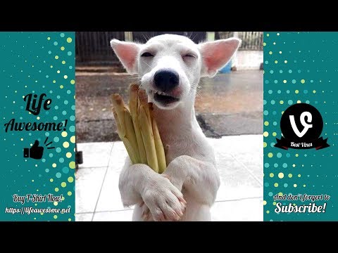 TRY NOT TO LAUGH – Funny Animals Compilation July 2019 – These Dogs Are So Weird