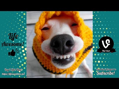 TRY NOT TO LAUGH – Funny Videos Fails 2019 – Dogs Are So Dumb