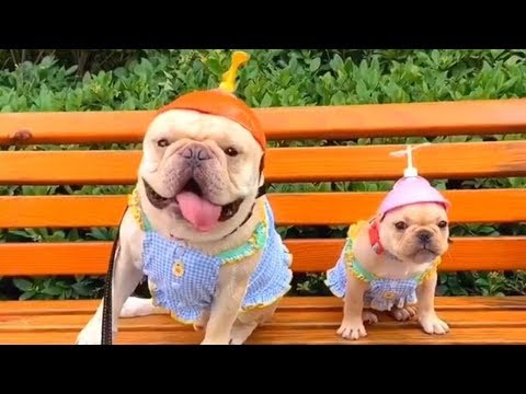 Baby Dogs Cute And Funny Dog Videos Compilation 2019 – Funny Dogs Compilation | TRY NOT TO LAUGH
