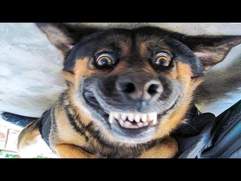 😁 Funniest 🐶 Dogs and 😻 Cats – Awesome Funny Pet Animals' Life Videos 😇