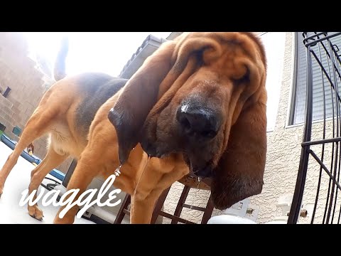 Howling Hounds | Funny Dog Videos