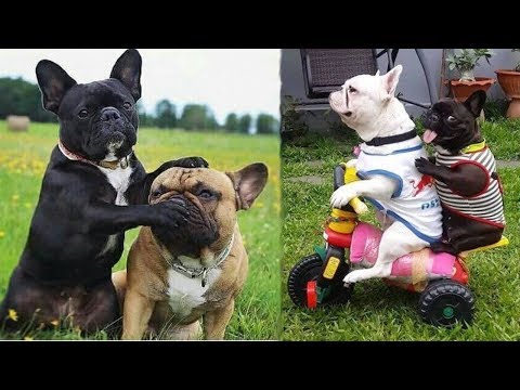 Funny and Cute French Bulldog Puppies Compilation #4 – Cutest French Bulldog