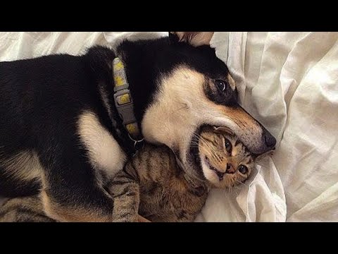 😎Funniest Dogs 🐶 and 😻 Cats – Awesome Funny Pet Animals' Life Videos 🤩🤩 – Funniest Video 😜