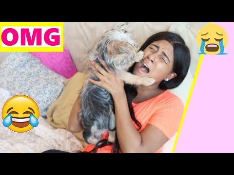 Funny Dog Reaction to me Crying PRANK (CUTE REACTION )