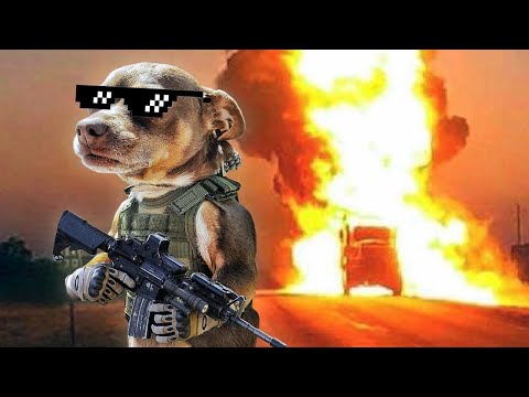 DANK DOG MEMES COMPILATION W/FUNNY VIDEOS 2019