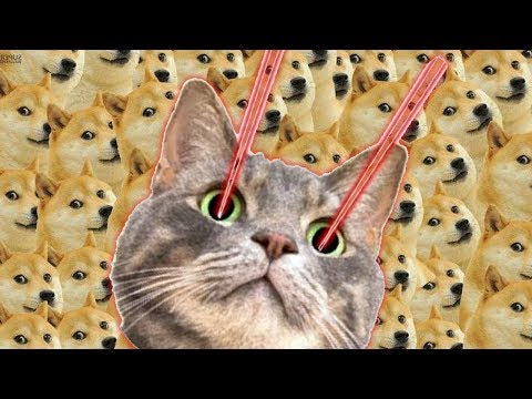 CATS & DOGS COMPILATION | MEMES & FUNNY VIDEOS