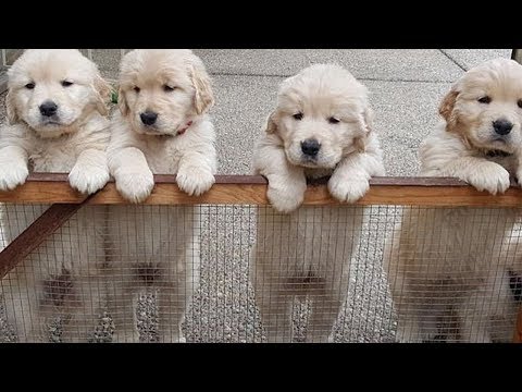 Cutest Baby Dogs In The World – Cute And Funny Dog Videos Compilation | Puppies TV