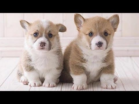 Baby Dogs Cute And Funny Dog Videos – Cutest Puppies On Earth 2019 | Puppies TV