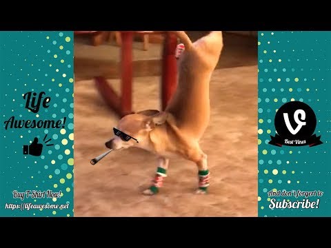 Try Not To Laugh – Funny Animals Compilation July 2019 – When dogs wear slippers 🤣🤣