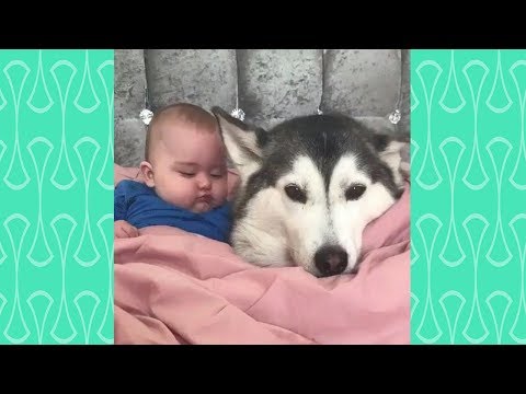 Funny Dog protects owner Compilation Weekly 2019 – Loyal protection Dog Videos