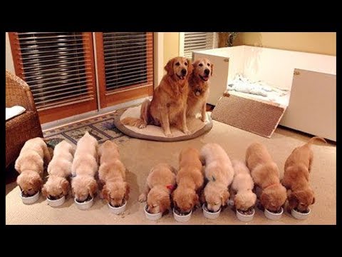 Funny And Cute Golden Retriever Puppies Compilation #48 – Cutest Golden Retriever Puppies