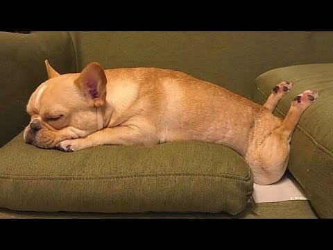 TRY NOT TO LAUGH π½ Funny Animals Compilation July 2019 πΆ These Dogs Are So Weird