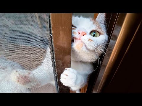π Funniest π» Cats and πΆ Dogs – Awesome Funny Pet Animals' Life Videos π