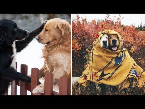 Funny And Cute Golden Retriever Puppies Compilation #3 – The Most Funny Dogs
