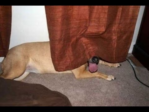 Cute Dog playing Hide and Seek – Funny Dogs Videos 2019