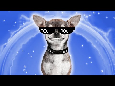 BEST DOG MEMES & FUNNY VIDEOS COMPILATION