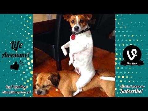 Try Not To Laugh – Funny Animals Video Fails 2019 – Why Are Dogs So Weird