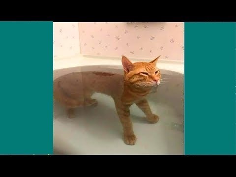 Try Not To Laugh Watching Funny Animals Compilation – Funniest Animals Vines 2019