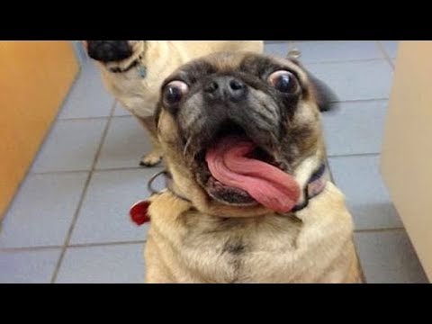 Try Not To Laugh Compilation πΆ Best Funny dogs videos πΆ FUNNIEST ANIMAL VIDEOS 2019
