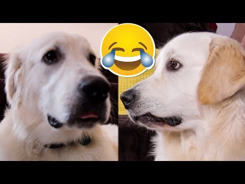 Cute Dog Makes Funny Faces COMPILATION