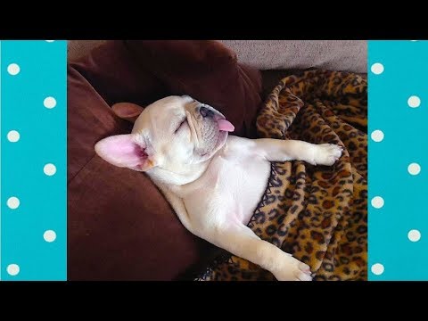 Try Not To Laugh : Funny Dogs Dreaming| Funny Pets Video