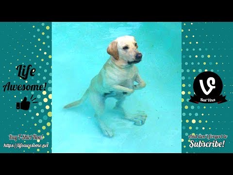 Try Not To Laugh – Funny Animals Video 2019 – Animals vs Water