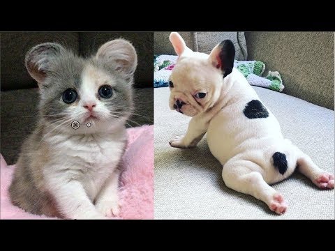 Cutest Baby Dog and Cat – Cute and Funny Dog Videos Compilation #1