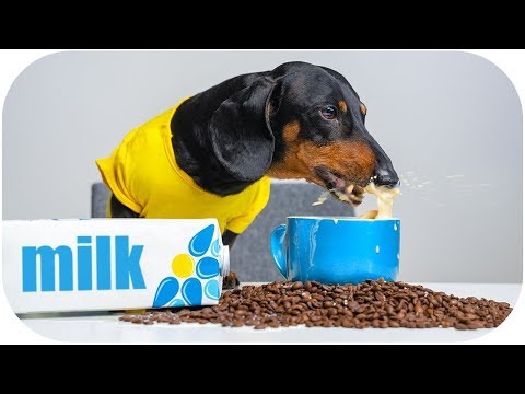 Everyone Loves COFFEE! Cute & funny dachshund dog video!