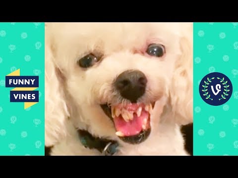 TRY NOT TO LAUGH – Funny Pet Videos!