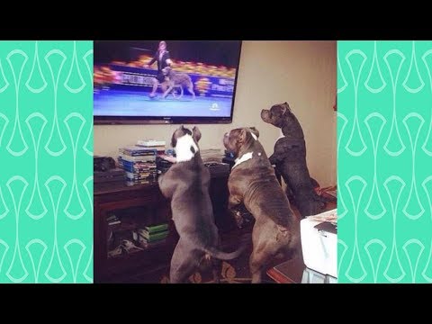 BEST OF CUTE DOG's Reaction watching TV   Funniest Dogs Video 2019