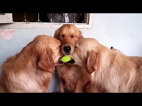 These golden retrievers will make you laugh your ASS OF – Funny dog compilation