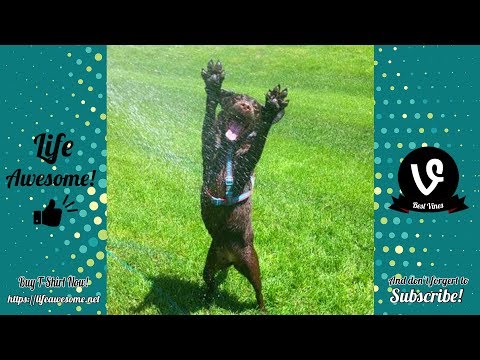 Try Not To Laugh – Funny Animals Video 2019 – Dogs Play With Water