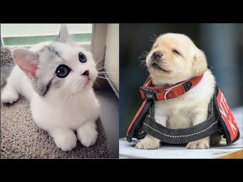 Cutest Baby Dog and Cat – Cute and Funny Dog Videos Compilation #2