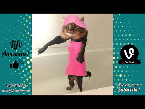 TRY NOT TO LAUGH – Funny Cats Water Fails Video 2019 – Don't Bathe The Cats