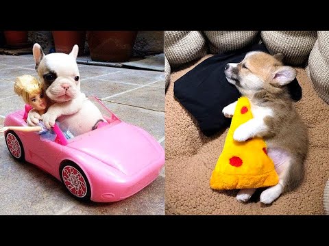 Baby Dogs – Cute and Funny Dog Videos Compilation #12 | Aww Animals
