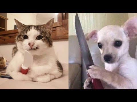 Dogs 🐶 And Cats 😻 Funny Animals Compilation – Pets Paws Video 2020